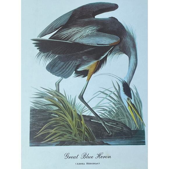 Vintage Great Blue Heron Print Art. Beautiful. Waterfowl. Birds. 12x9"  Decor - Picture 1 of 5